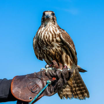Bird Photography Experience 