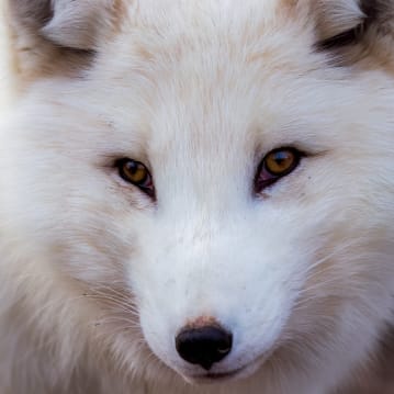 Fox Encounter for Two at Ark Wildlife Park