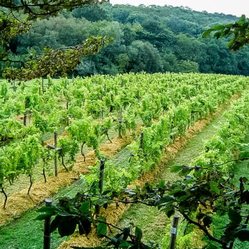 Sedlescombe Vineyard Tour for Two
