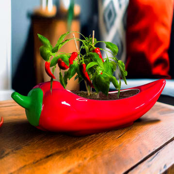 Red Hot Chilli Planter