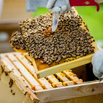 Hiver's Rural Beekeeping and Beer Tasting