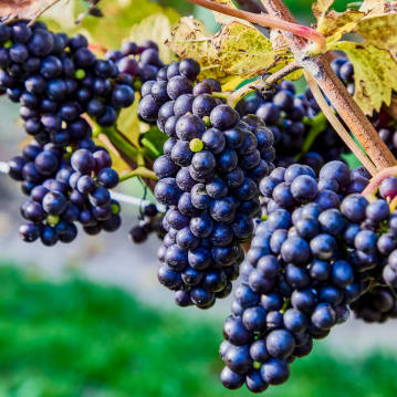 Tour & Picnic for Two at Wildshark Vineyard
