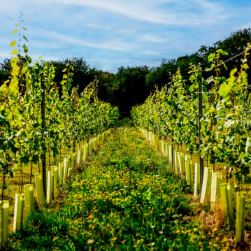 Tour & Picnic for Two at Wildshark Vineyard