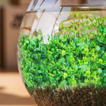 Water Garden Grow Kit