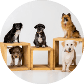 £39 - Pet Portrait Voucher £39 - Pet Portrait Voucher