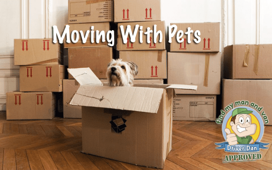 Moving House With Pets - Tips To Help Them Stay Happy
