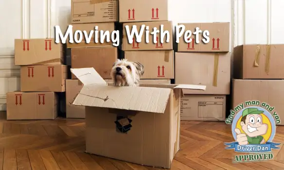 Moving House With Pets - Tips To Help Them Stay Happy