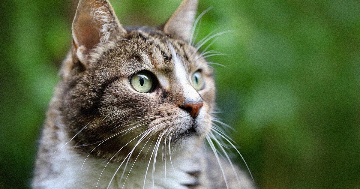 Kissa