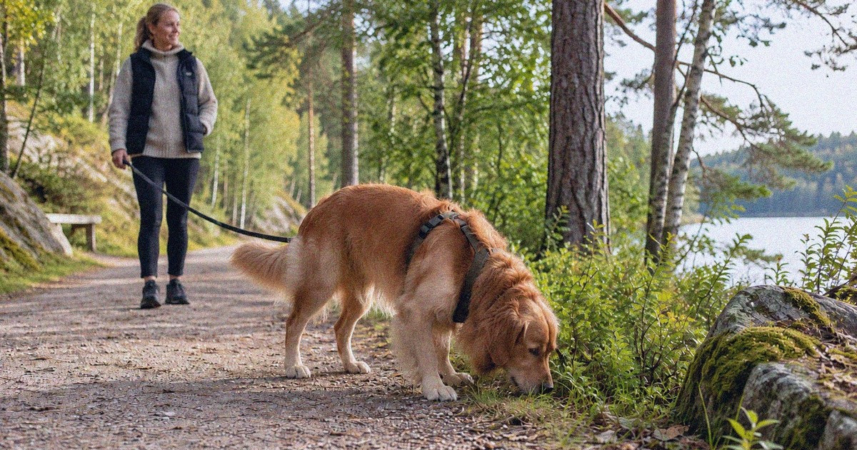 Koira haistelee polun reunaa omistajan odottaessa rauhallisesti.