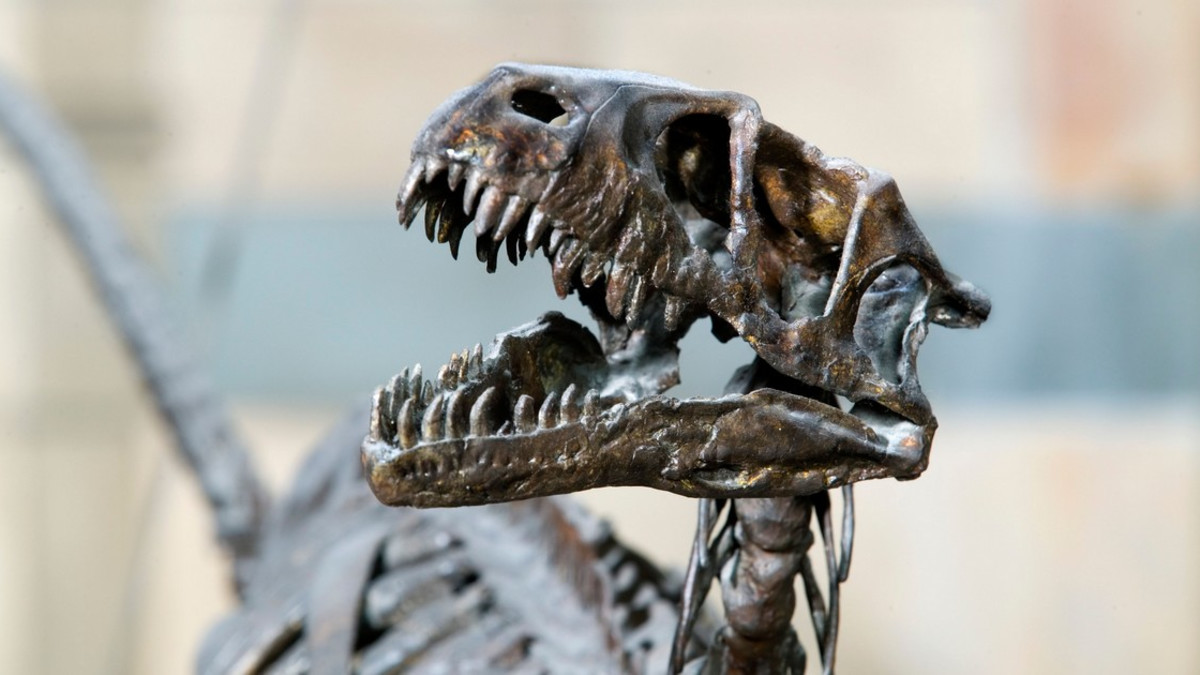 Meripihkan sisältä löytyi hyvin säilynyt dinosauruksen häntä - vahvistus tutkijoiden arvioille