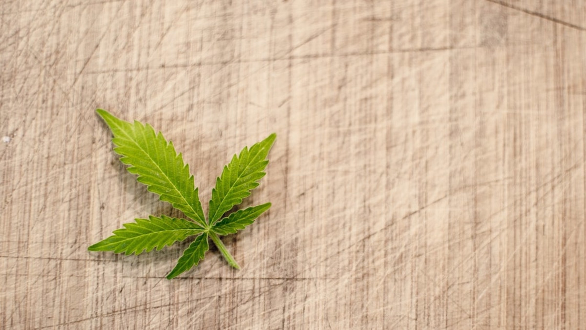 3,1 miljoonan arvoinen kannabisviljelmä - poliisi teki jättilöydön
