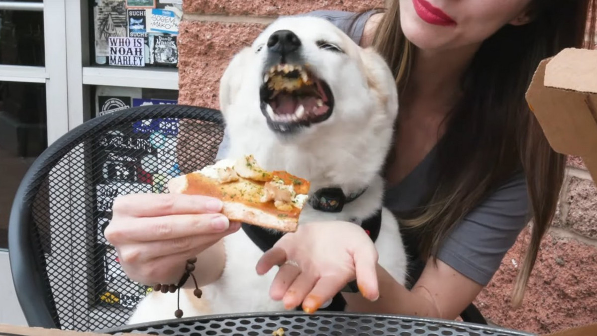 Tästä pizzasta koira tykkää! - näin koirien pizza tehdään