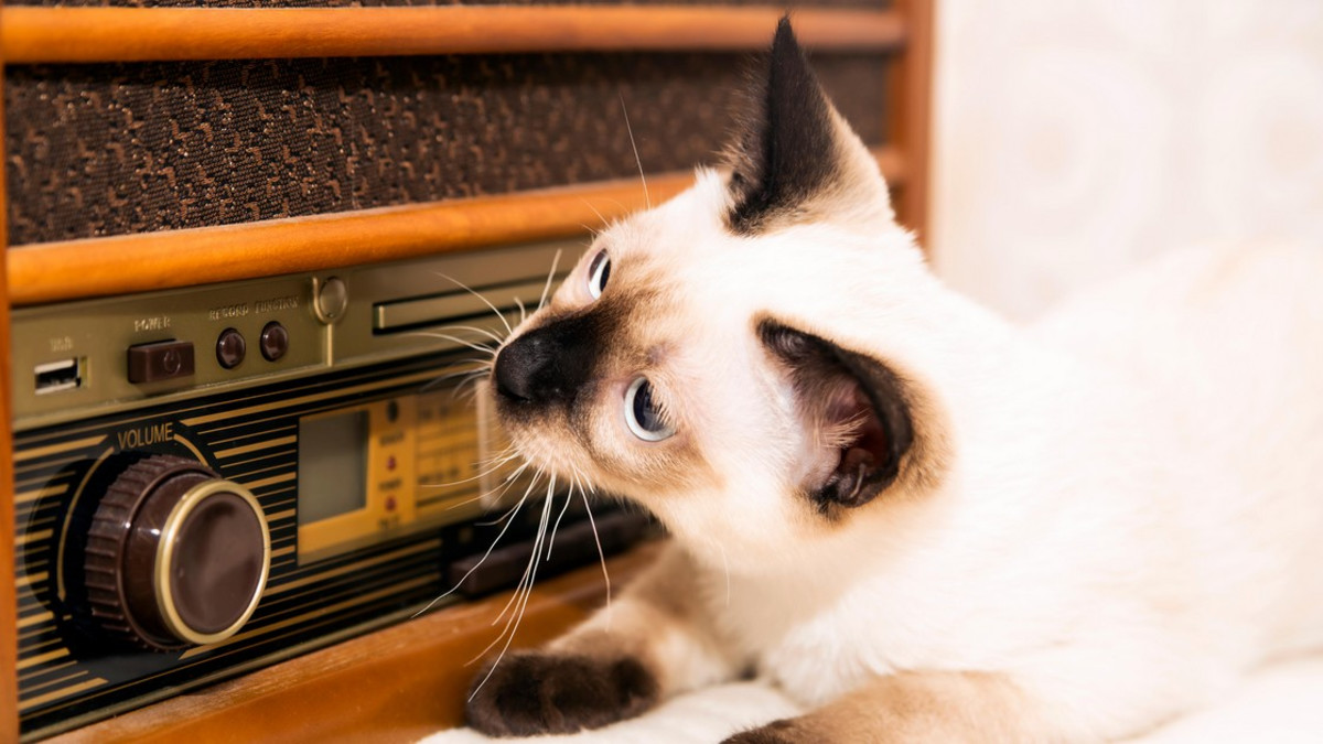 Finnpanel: radio yhä suuremmassa suosiossa kotioloissa - Radio Suomi, Nova ja Suomipop suosituimmat
