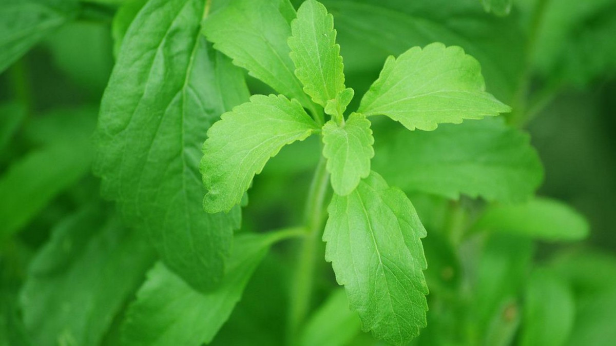 Stevioliglykosidit on makeutusaine stevia-kasvin lehtiuutteesta