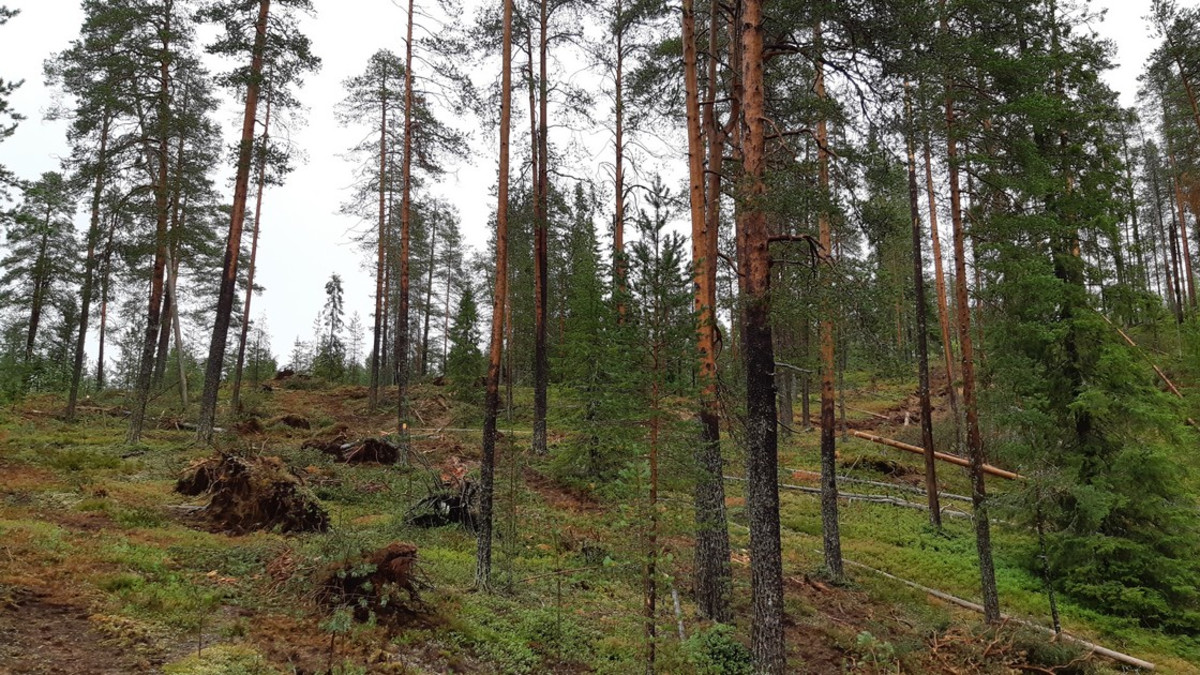 Myrskytuhot ovat pitäneet Metsähallituksen henkilöstön ja urakoitsijat kiireisinä Koillismaalla
