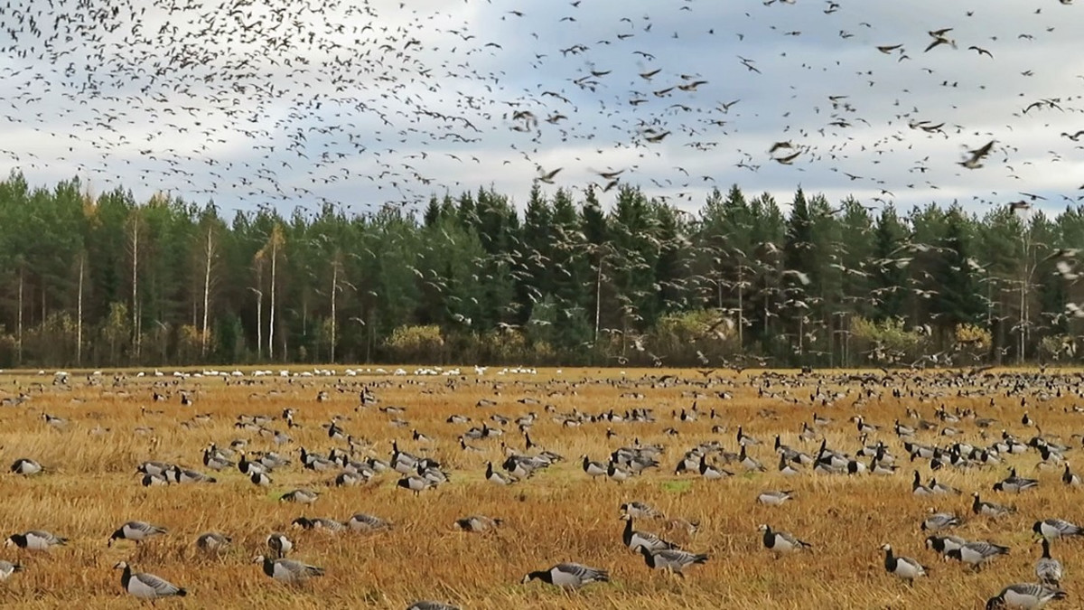 Valkoposkihanhien muutto pari viikkoa etuajassa