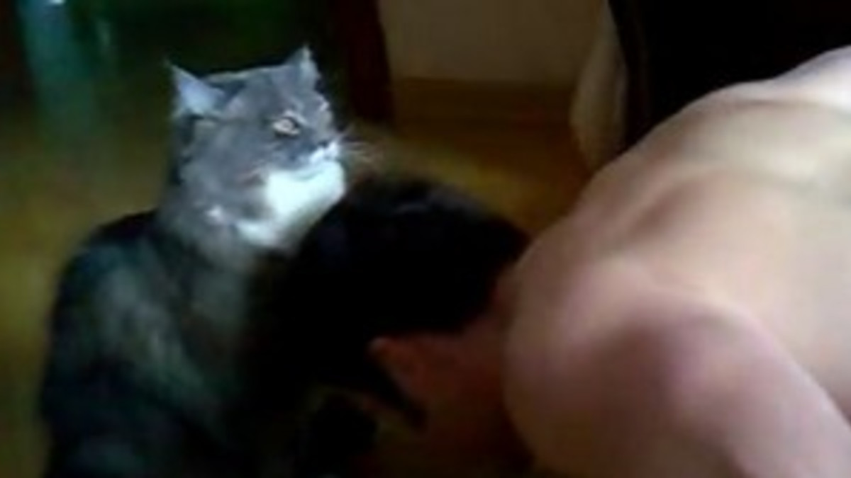 Kissa ryhtyi personal traineriksi