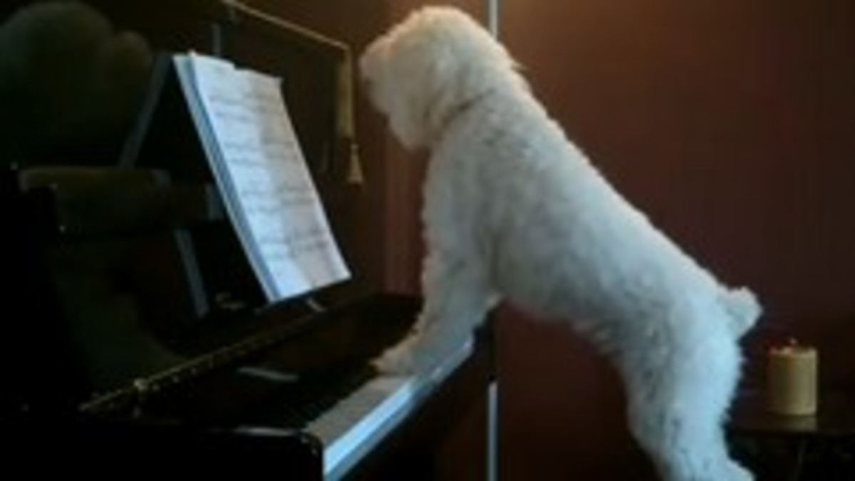 Koira yrittää soittaa pianoa ja laulaa - lopputulos hulvaton