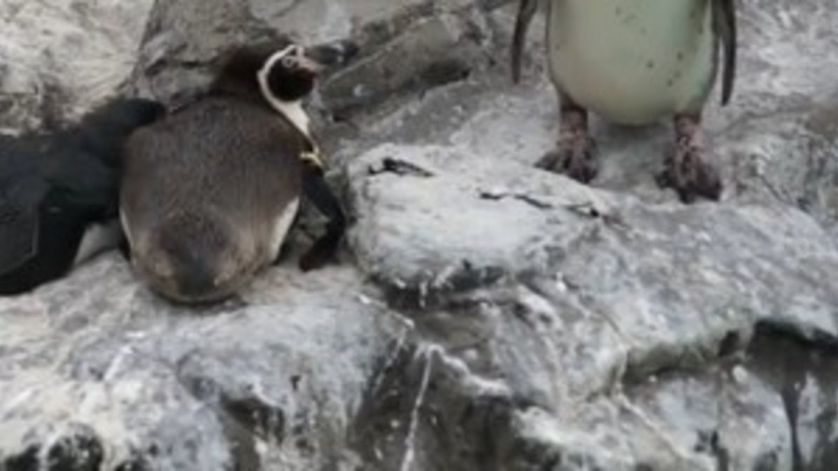 Pingviinin ilkeä temppu kaverilleen