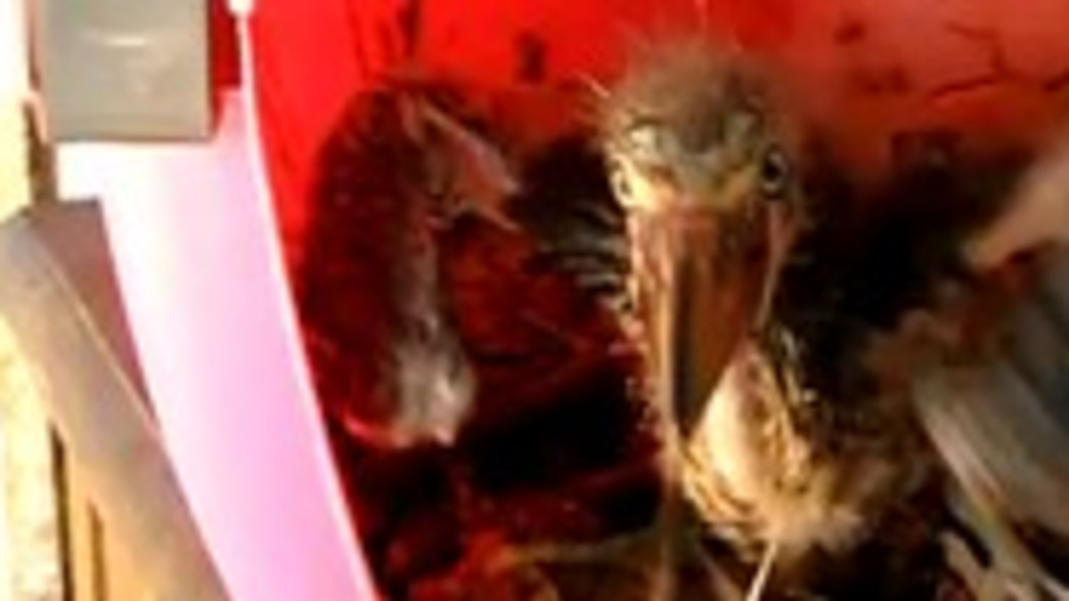 Angry Birds -linnut ovat pehmoja tähän verrattuna