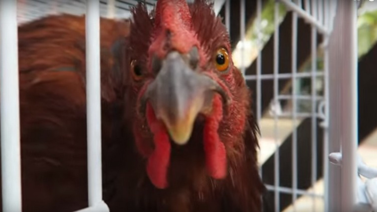 Cock tarkoittaa englanniksi myös kukkoa - ja tällaisen pilailun se mahdollistaa