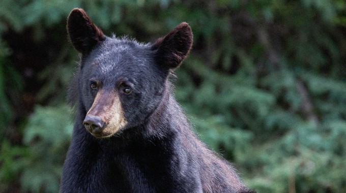 Mustakarhu istuu ruohikossa. Kuvituskuva.
