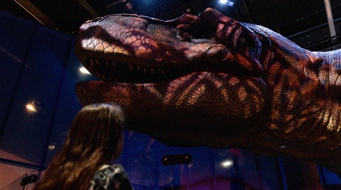 Kävijä katsoo Tyrannosaurus rexin päätä Heurekan dinosaurusnäyttelyssä.