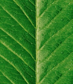 BONITA - 155cm rund - 6st/rolle - LEAFPRINT GREEN img
