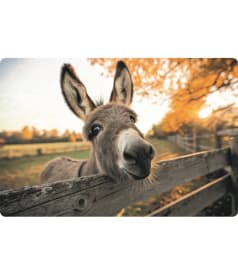 PLACEMAT - anti-slip - 30x45cm - 12st - OH MY DONKEY! img