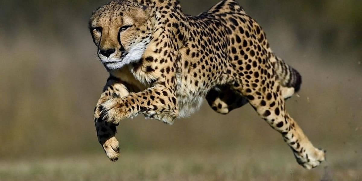 Quels sont les animaux les plus rapides ?