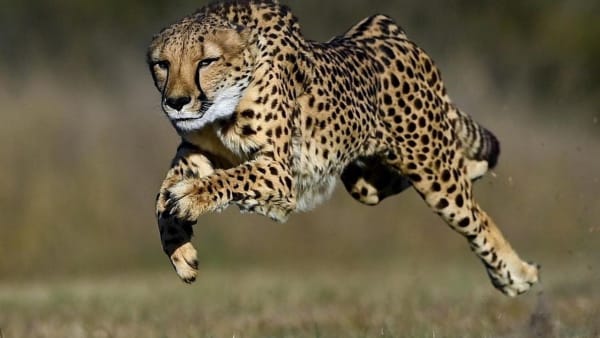 Quels sont les animaux les plus rapides ?