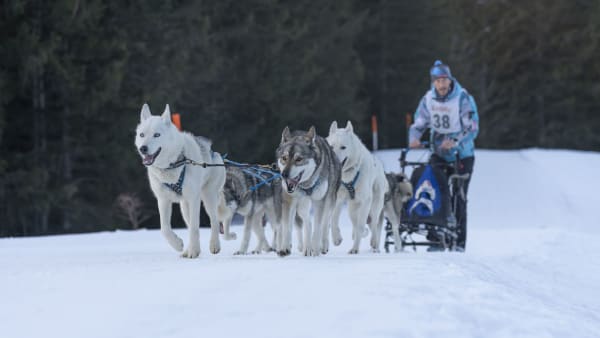 Les chiens peuvent-ils progresser en course à pied ?