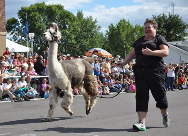 Course à pied et animaux : quand l’Homme court avec (ou contre) ses compagnons domestiqués