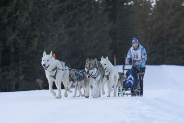 Les chiens peuvent-ils progresser en course à pied ?