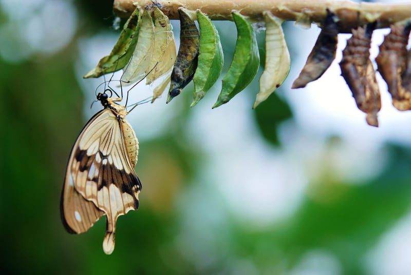 (Image) A cocoon