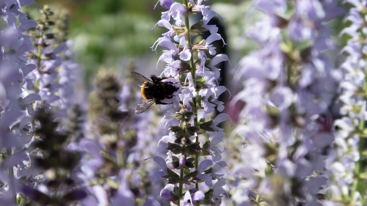 Vi önskar er en glad midsommar!
