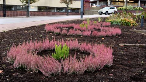 Calluna Vulgaris står nu och välkomnar hösten i Finspång 