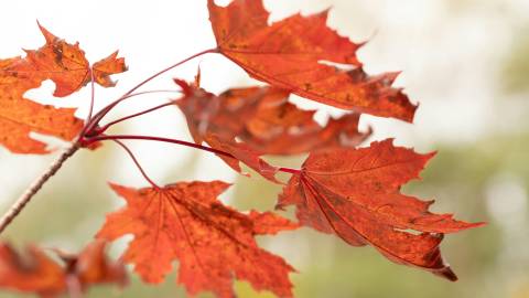 Så här ser öppettiderna ut i höst