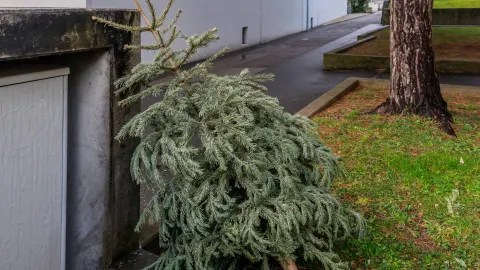 Så återvinner du julgranen – även plastgranar
