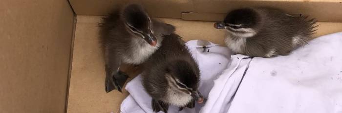 An image relating to the news item Baby Duck Rescue