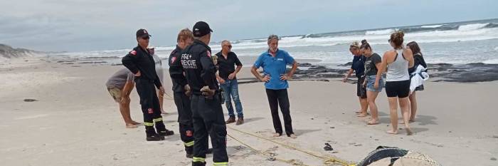 An image relating to the news item Sea Turtle Rescue