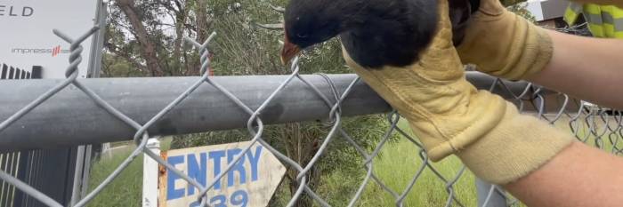 An image relating to the news item Maddie the Moorhen Rescue - Video