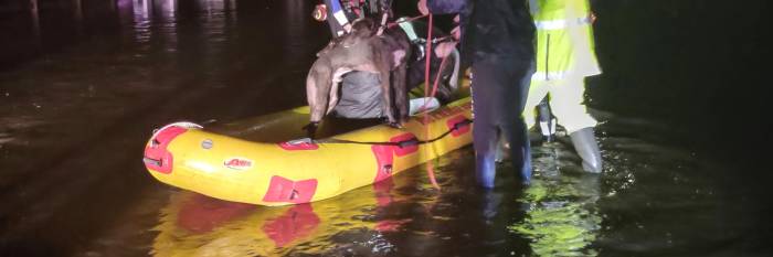 An image relating to the news item Greyhounds rescued in floodwaters (further details)