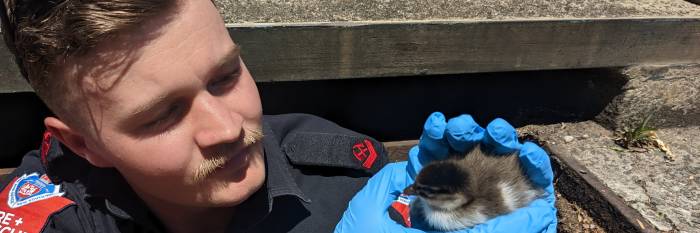 An image relating to the news item Fire and Rescue NSW crew rescues ducklings stuck in storm water drain 