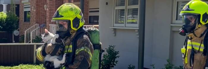 An image relating to the news item Fire and Rescue NSW rescues pet cat from fire-ravaged home 