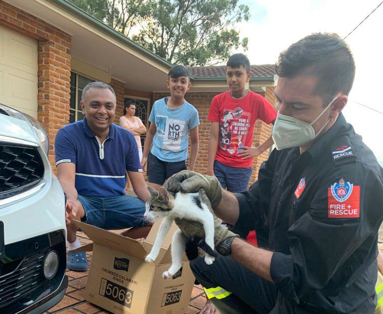An image relating to the news item Kitten Rescue 