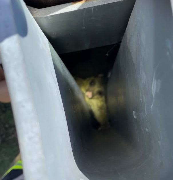 An image relating to the news item Possum Rescue