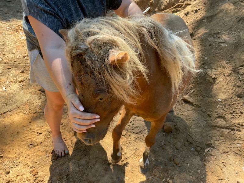 An image relating to the news item Pony Rescue