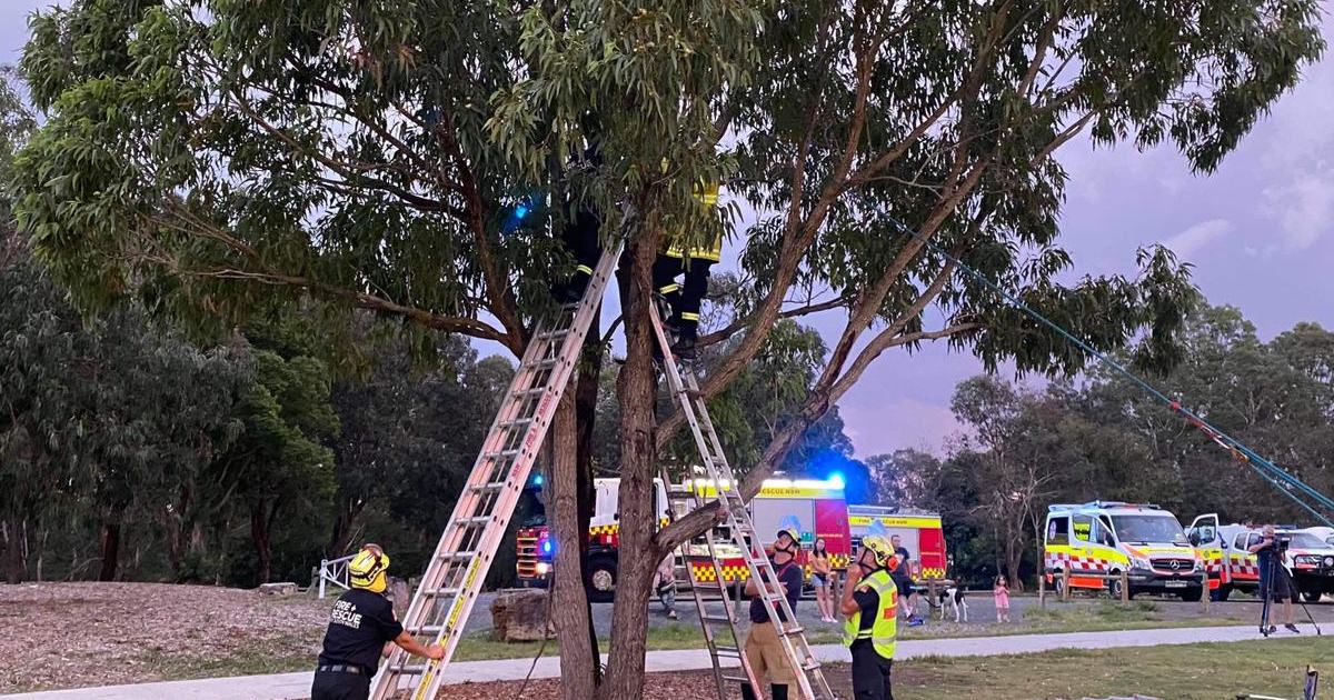 An image relating to the news item Tree Rescue - Man Trapped 