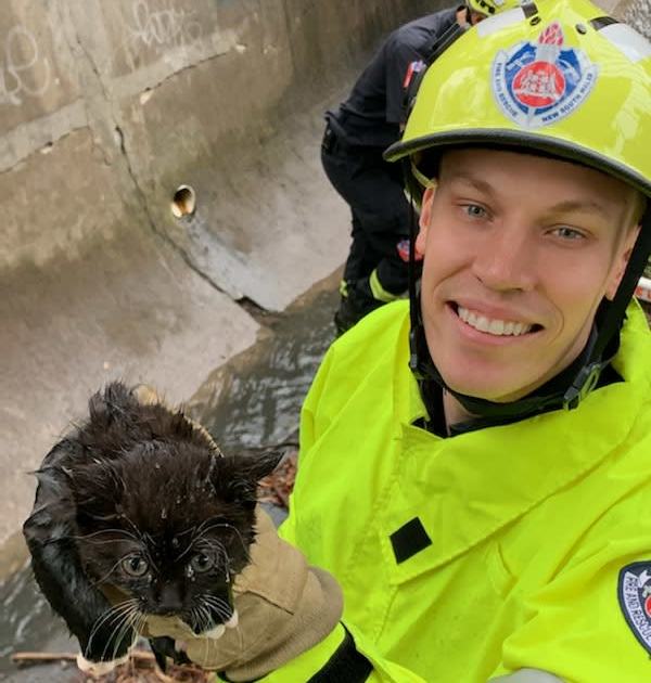 An image relating to the news item Kitten Rescue 